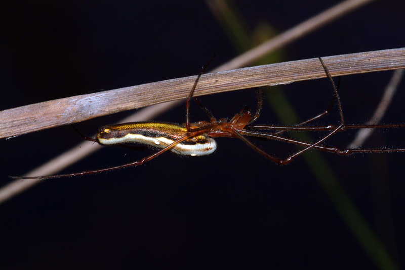 Tetragnatha sp.